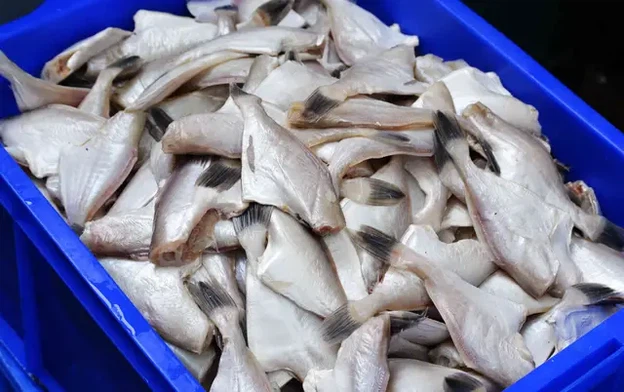 fish machine 1 fish machine 1